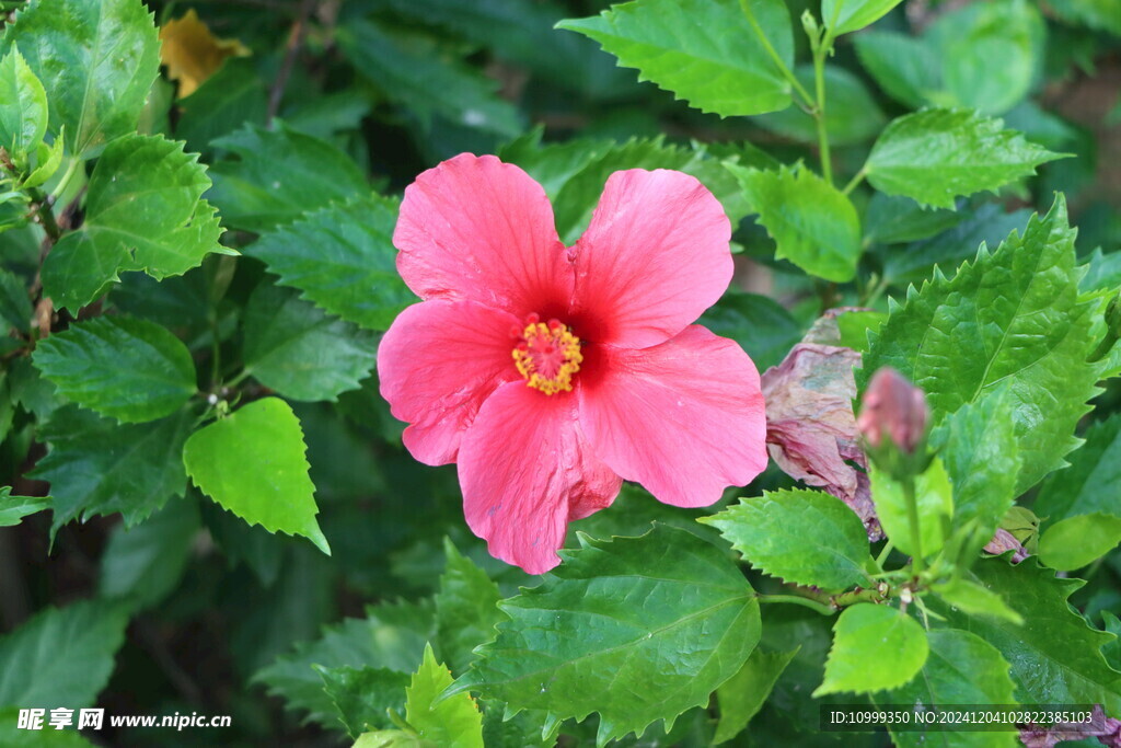 扶桑花