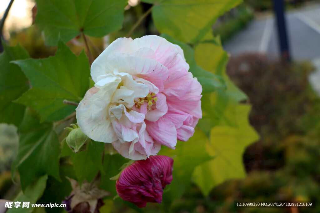 木芙蓉