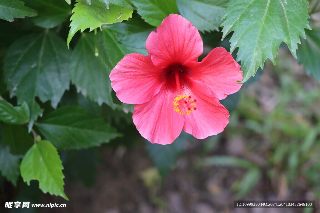 扶桑花