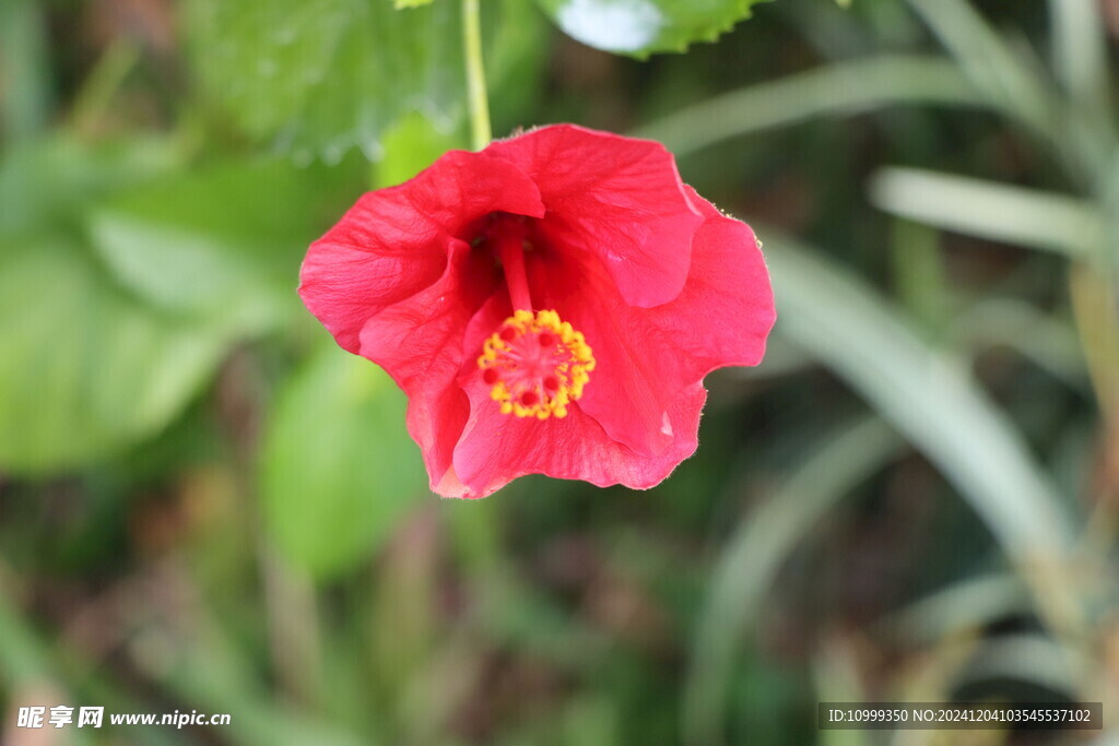 扶桑花