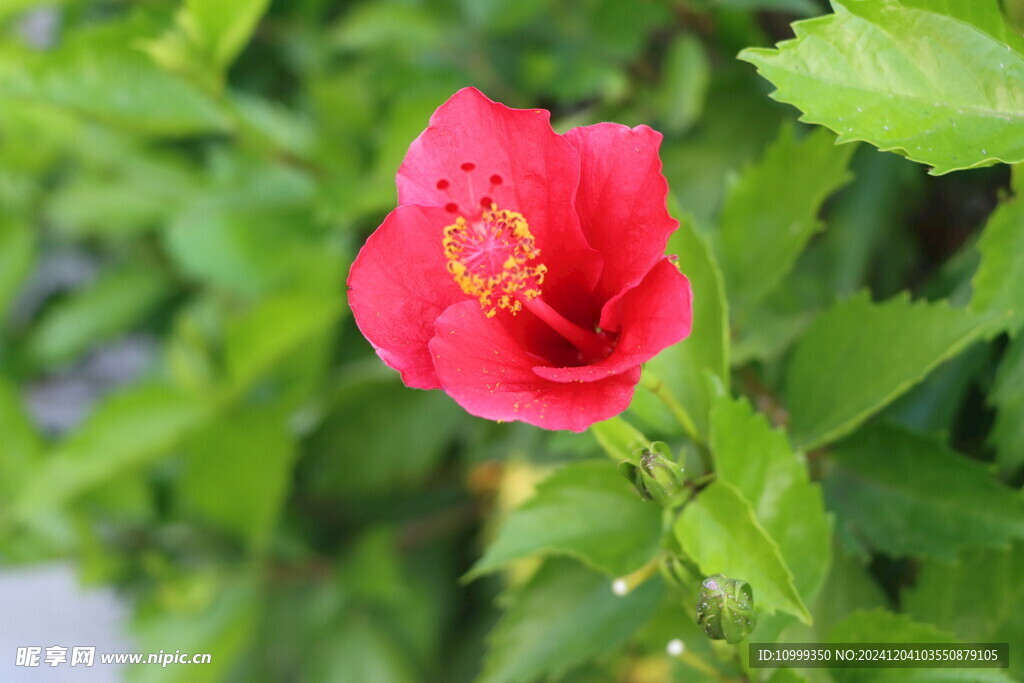 扶桑花