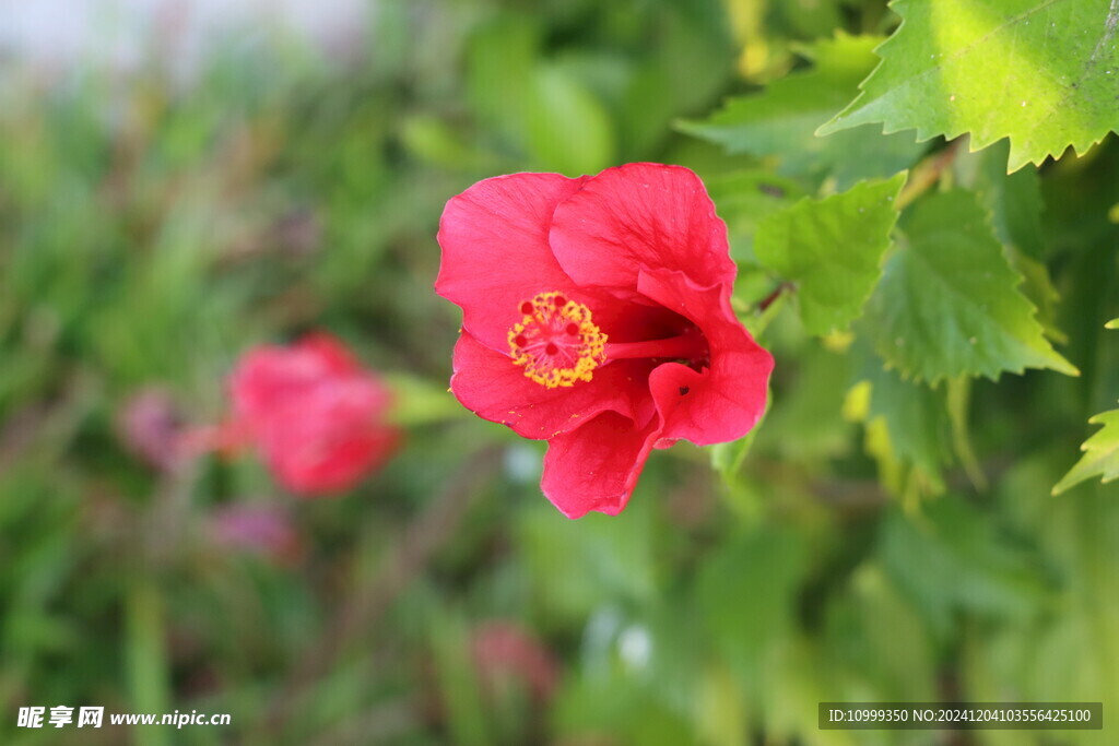 扶桑花