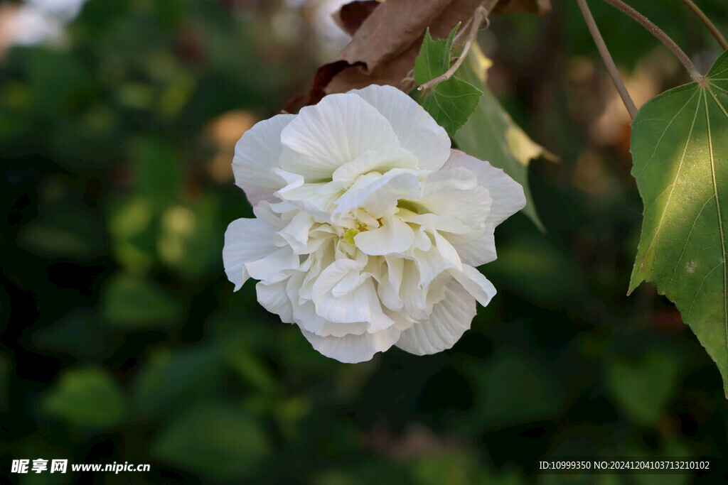 白色木芙蓉花