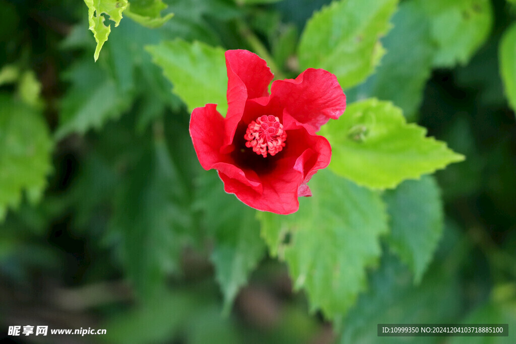 扶桑花