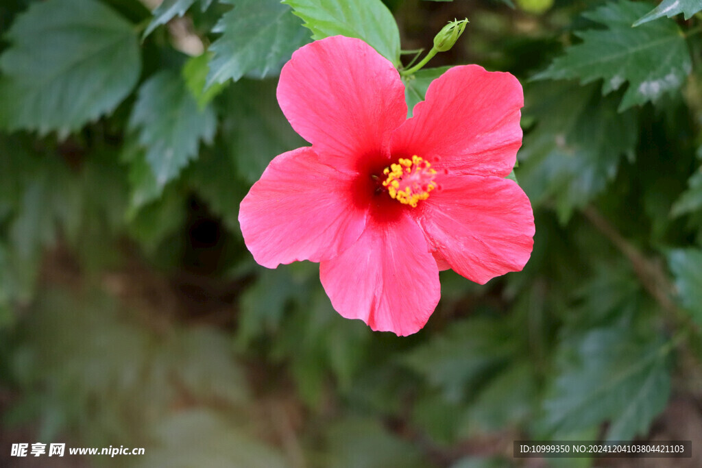 扶桑花