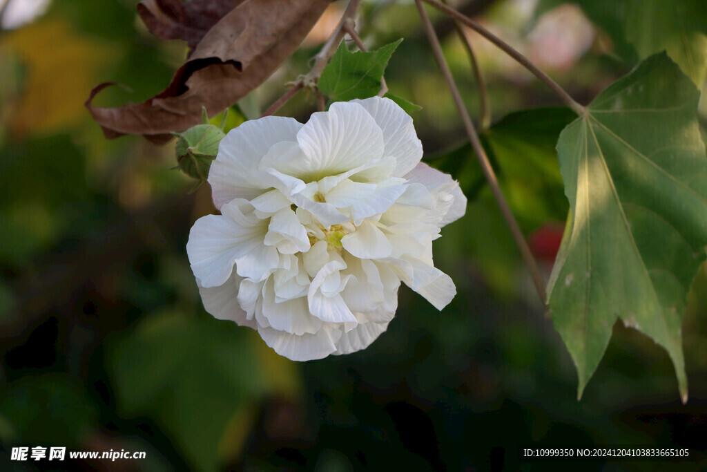 白色木芙蓉花