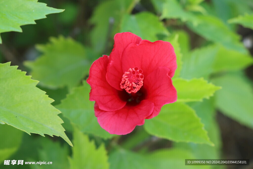 扶桑花