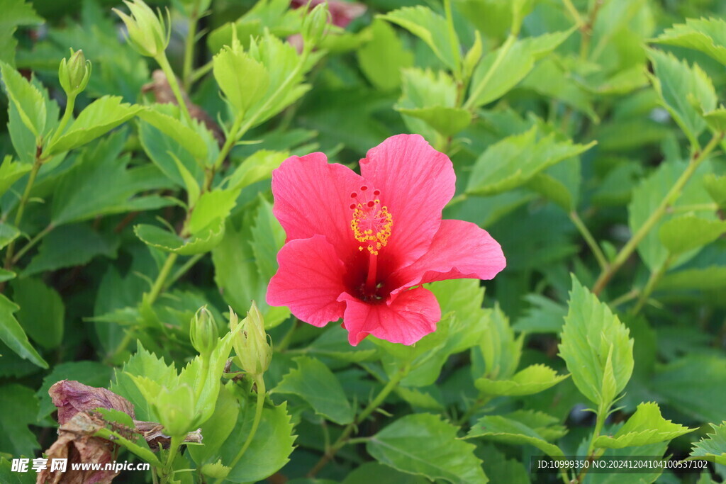 扶桑花