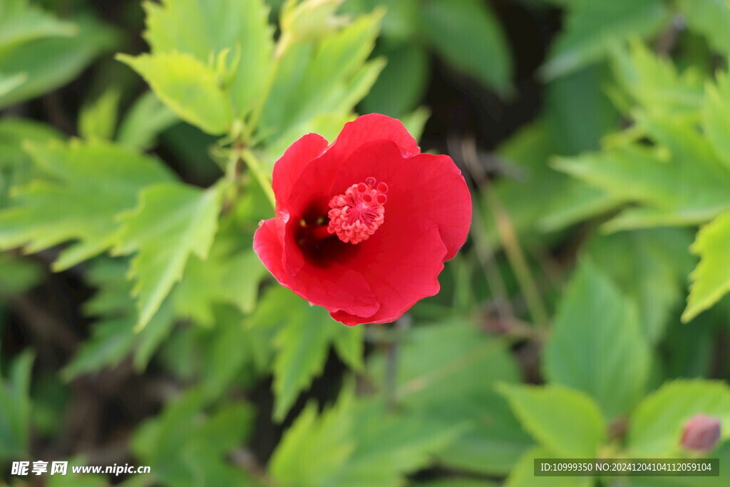 扶桑花