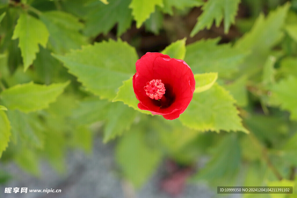 扶桑花