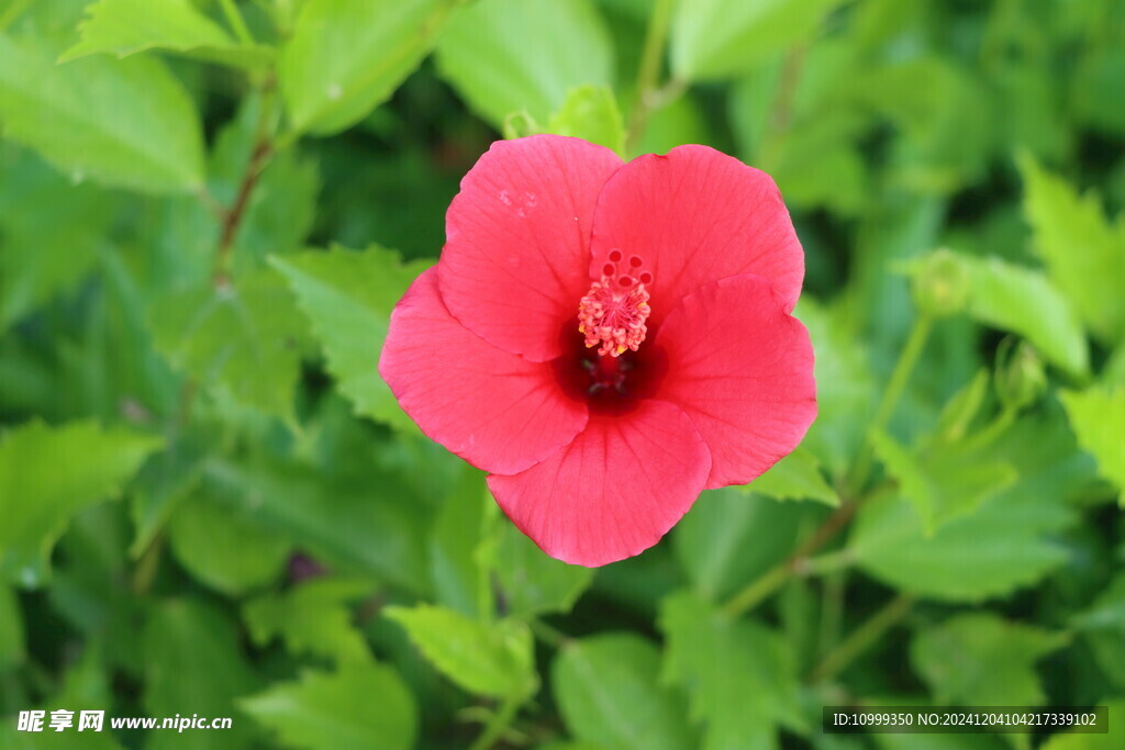 扶桑花