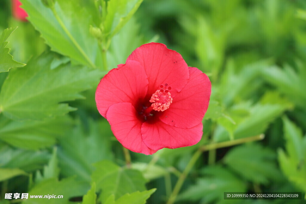 扶桑花