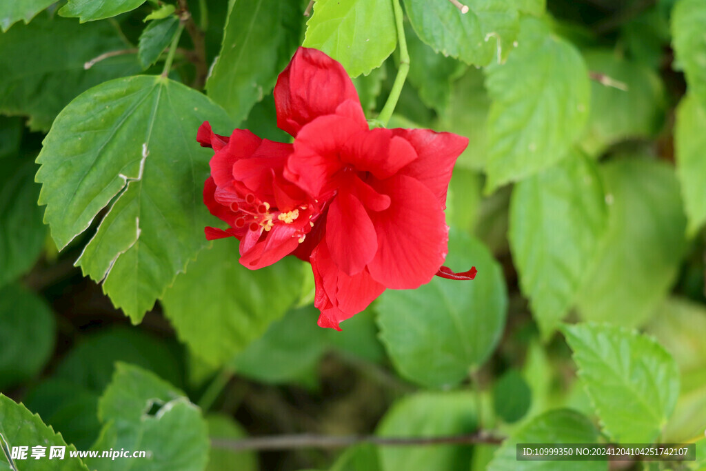 扶桑花
