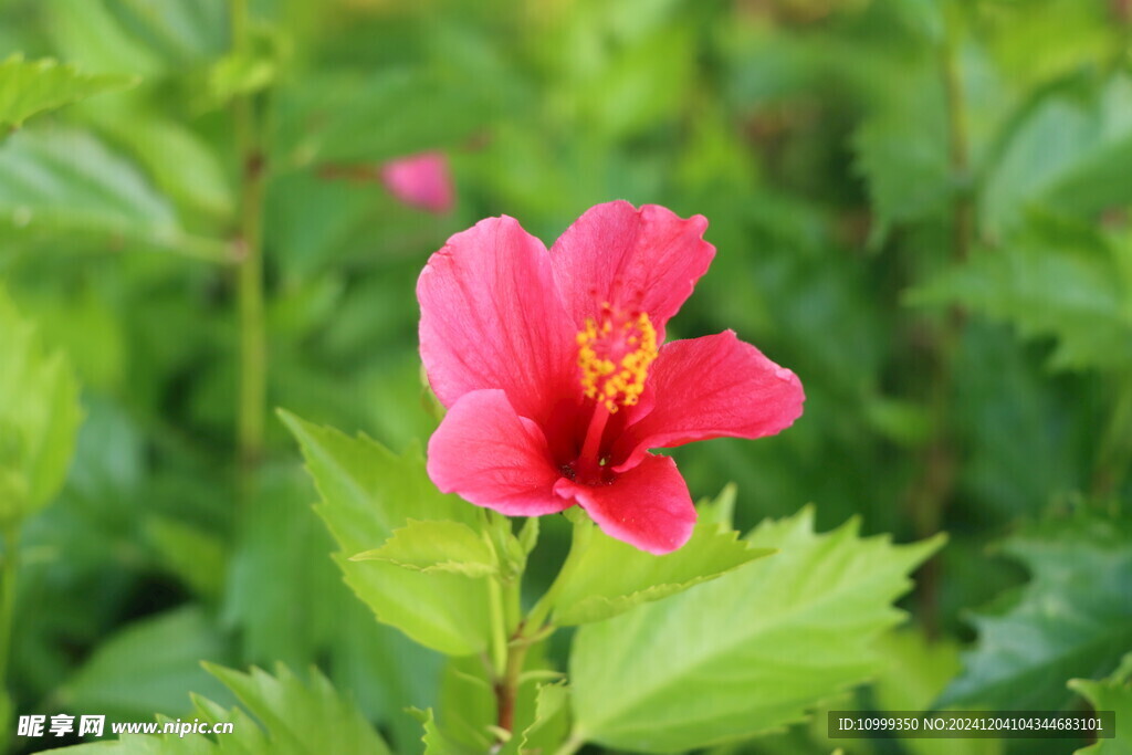 扶桑花