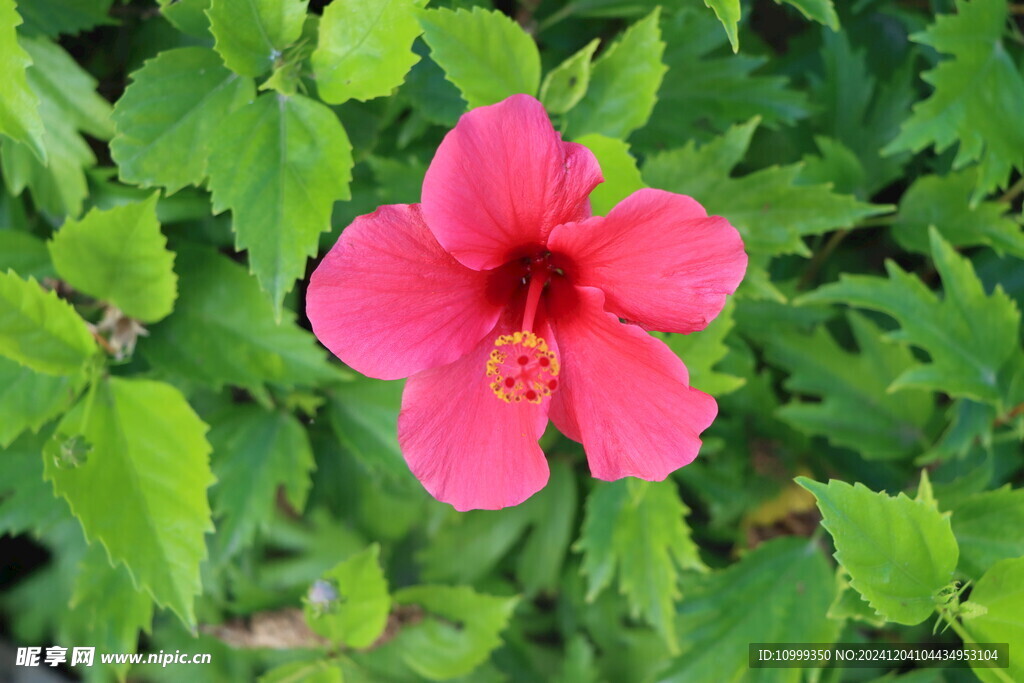 扶桑花
