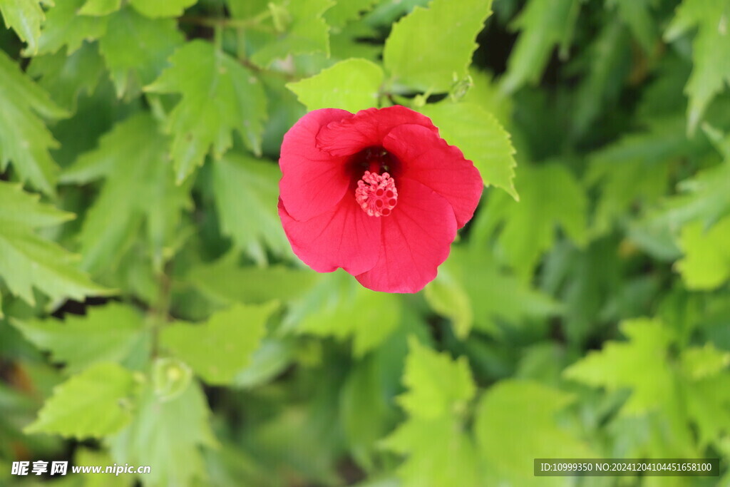 扶桑花