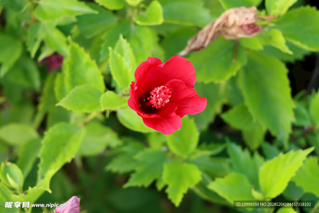 扶桑花