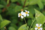 野菊花
