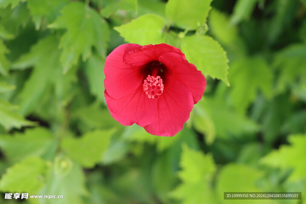 扶桑花
