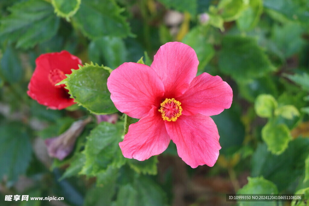 扶桑花