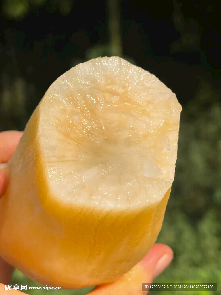 雪莲果