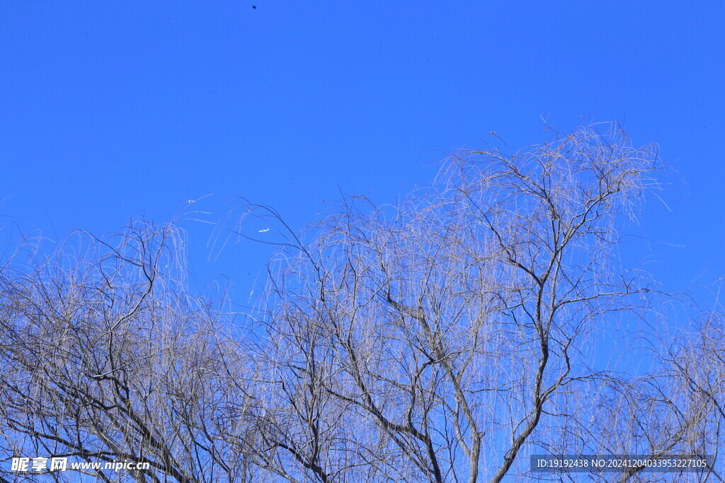 树木树枝  