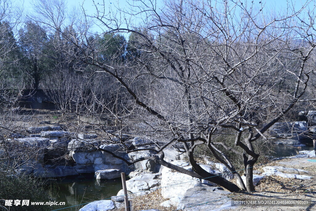 冬日风景  