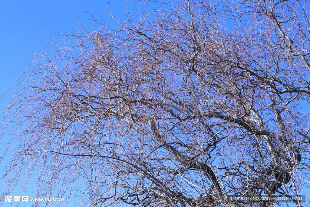 柳树树枝  