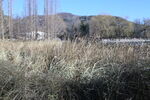 冬日风景 