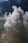 芦苇芦花 