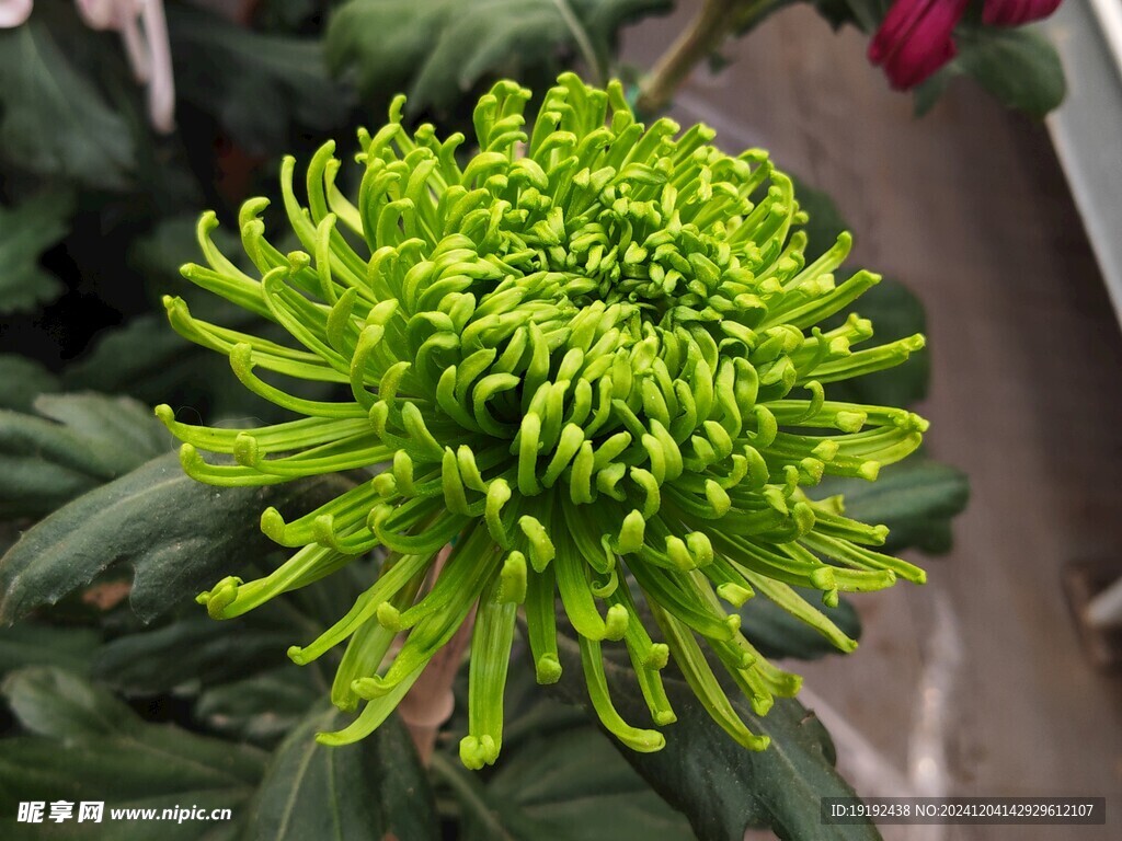 菊花  
