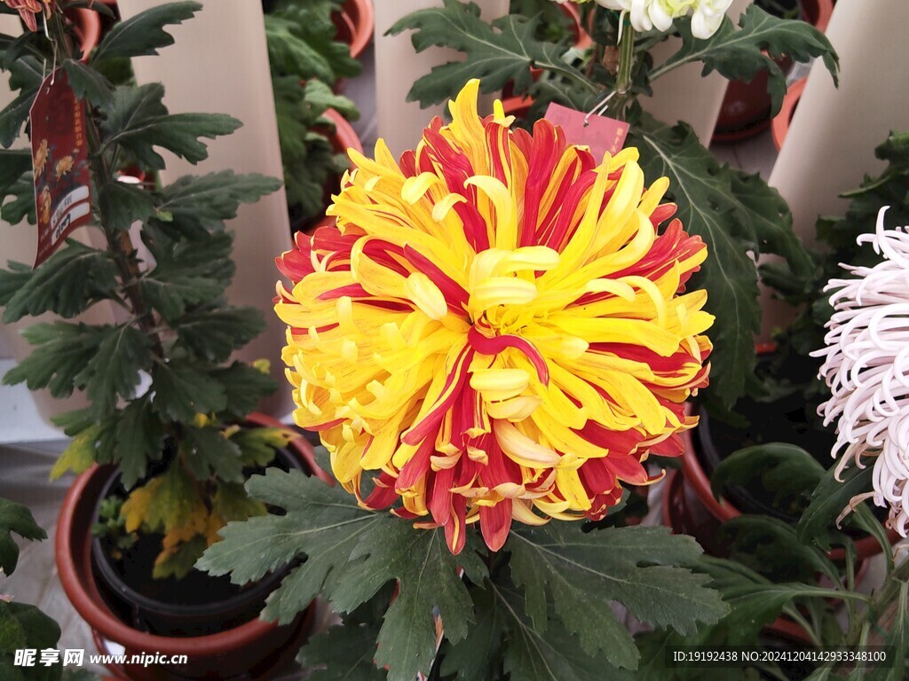 菊花  