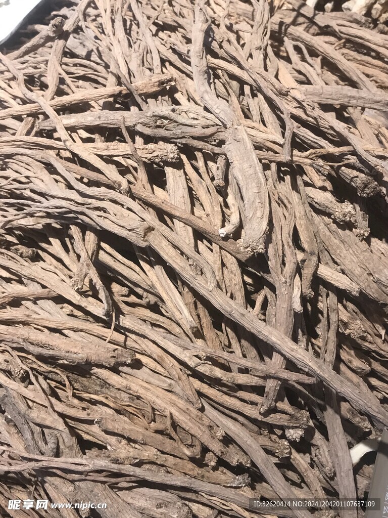 沙参