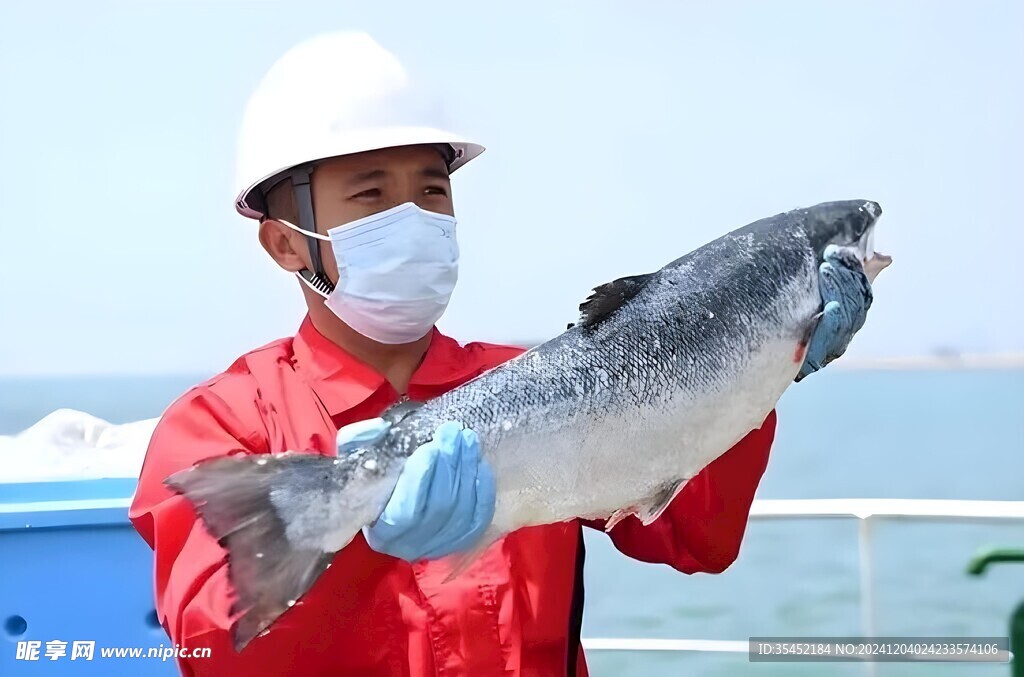 三文鱼捕捞