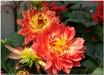 高清菊花照片 园艺 菊展 