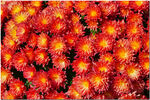 高清菊花照片 园艺 菊展 