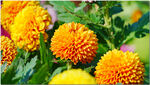 高清菊花照片 园艺 菊展 