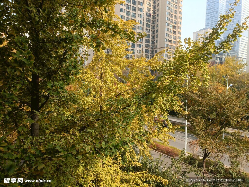小区银杏树