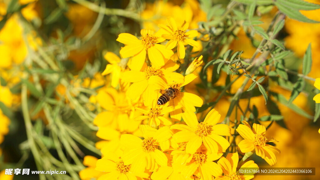 小黄花