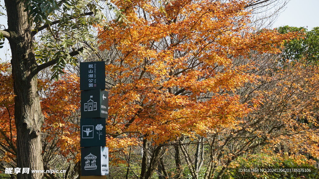 黄色树枝