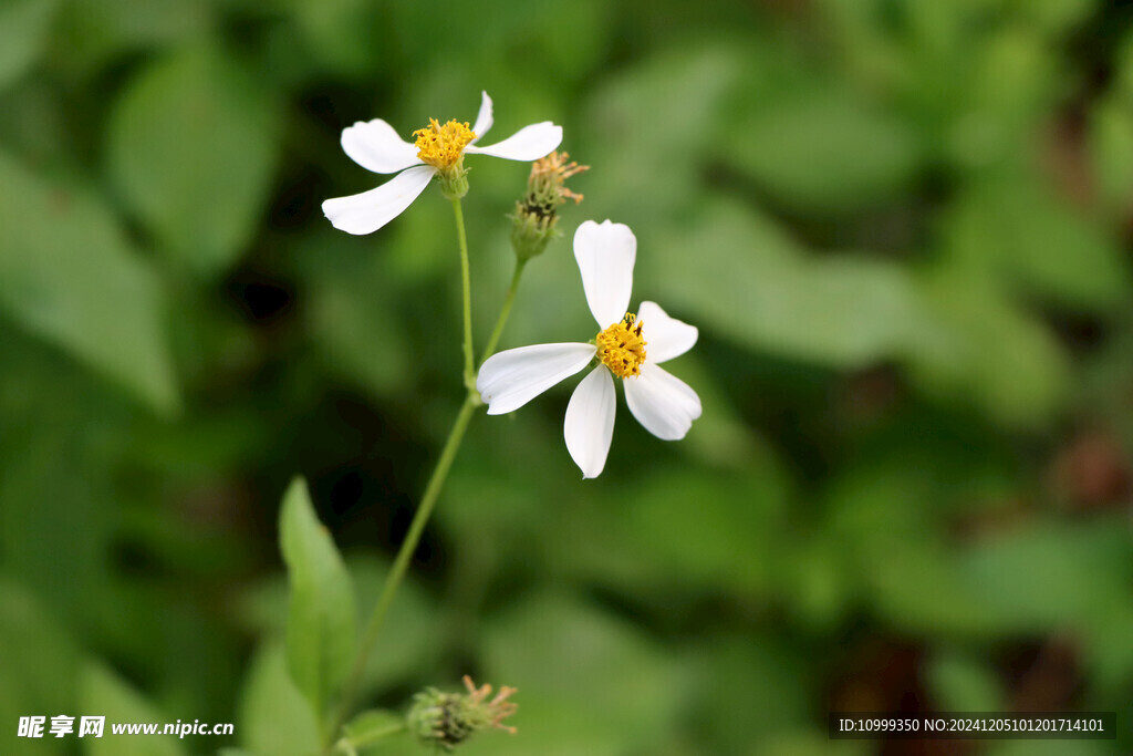 野菊花