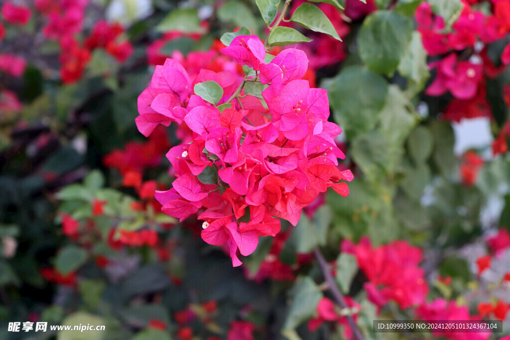 月季花