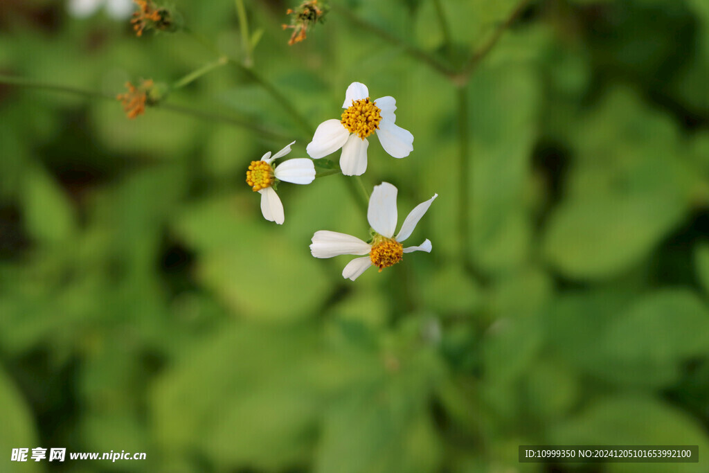 野菊花