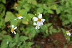 野菊花