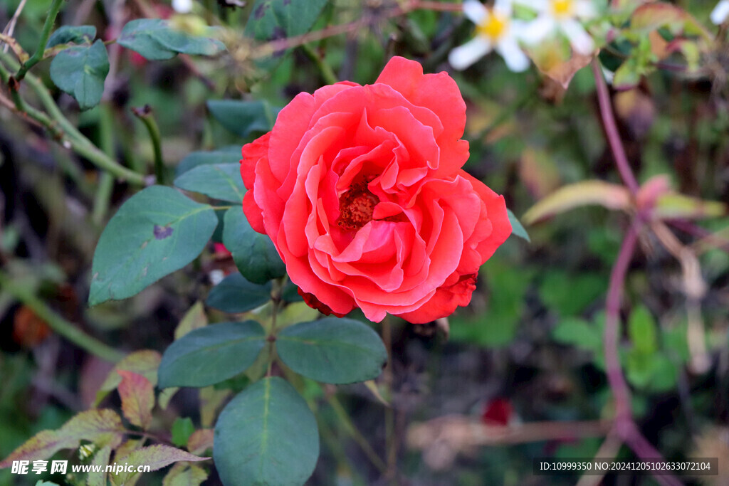 月季花