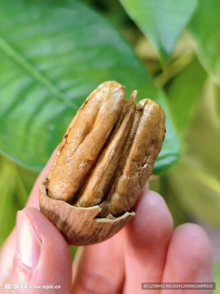 碧根果