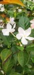 狗牙花