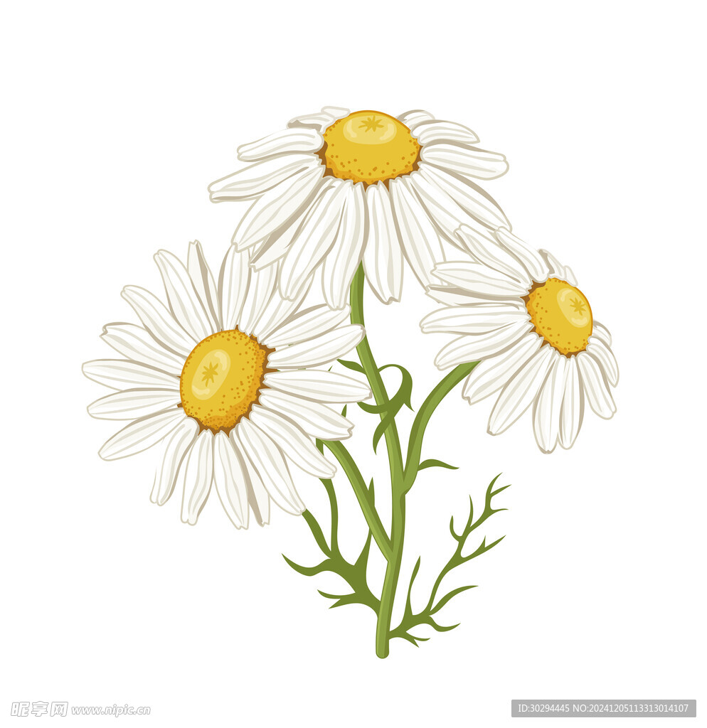 失量菊花