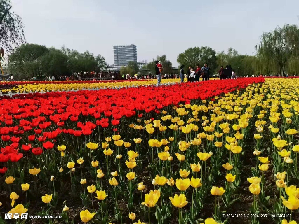 花海