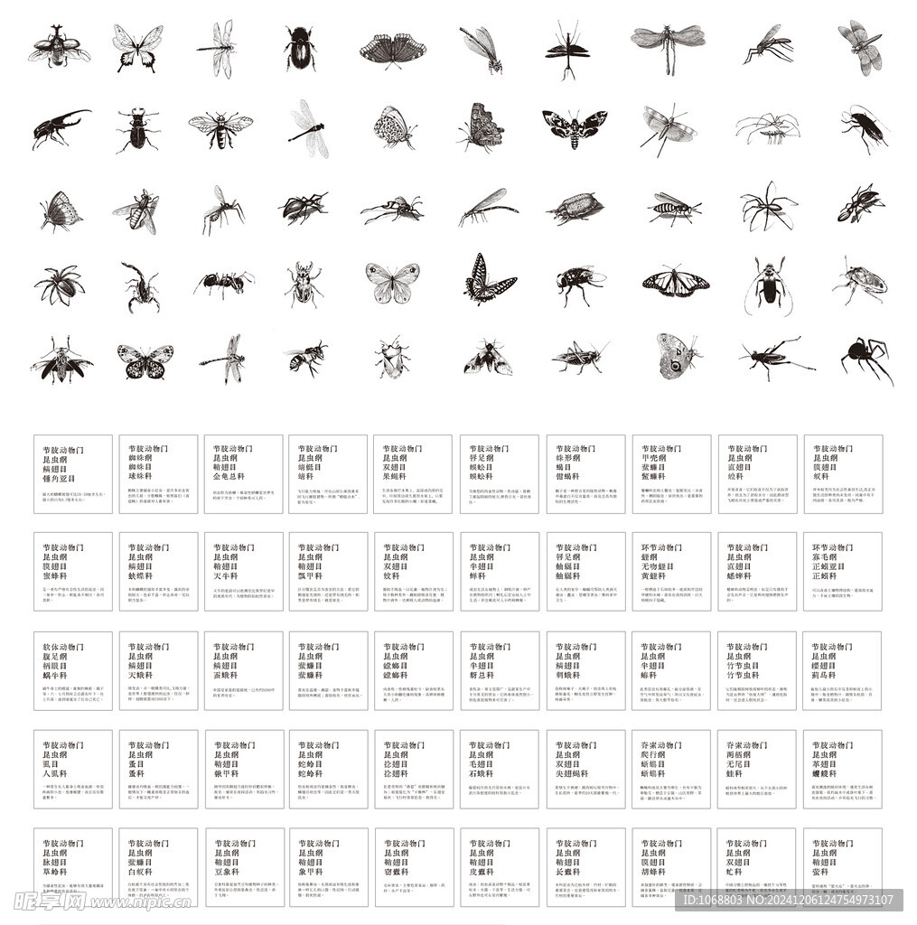 昆虫线描 分类 图文非对应